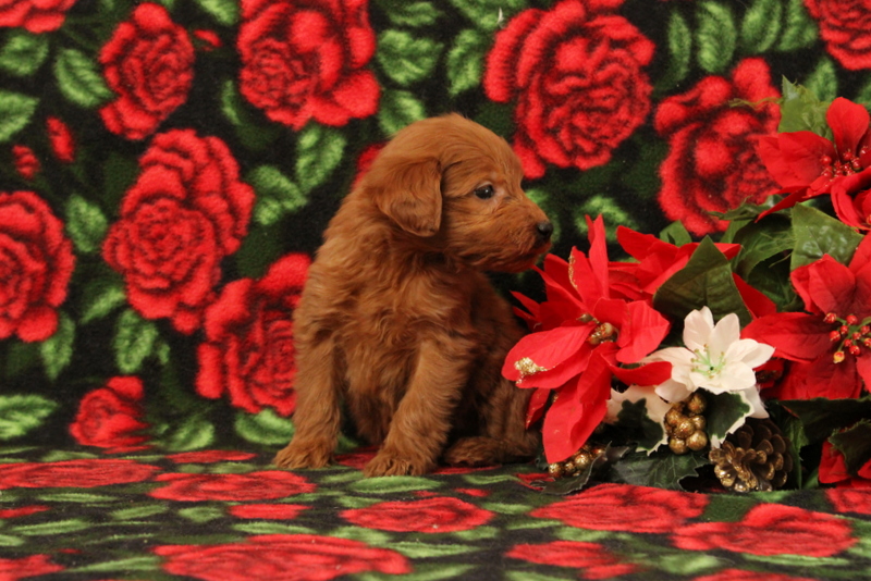 puppy, for, sale, Mini Goldendoodle F1, Matthew B. Stoltzfus, dog, breeder, Gap, PA, dog-breeder, puppy-for-sale, forsale, nearby, find, puppyfind, locator, puppylocator, aca